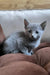 Hommy | russian blue kitten