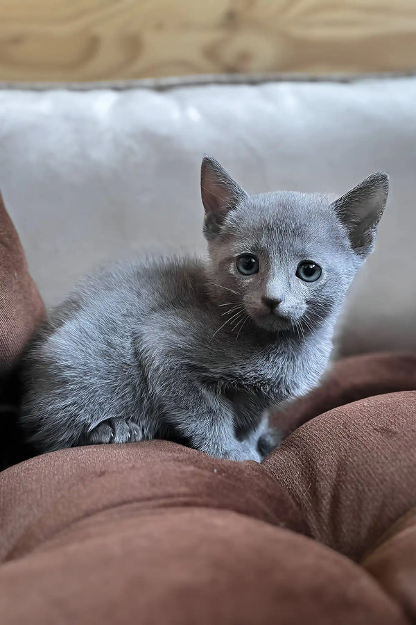 Hommy | russian blue kitten