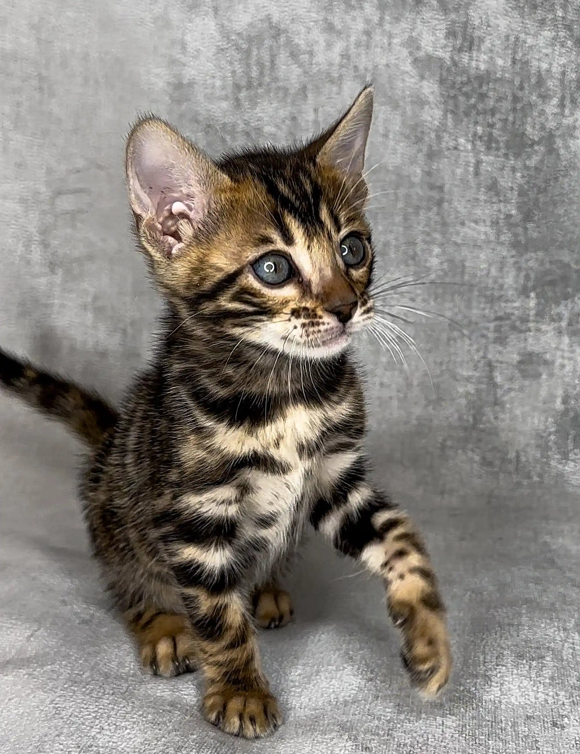 Bengal Kittens For Sale Honda | Kitten
