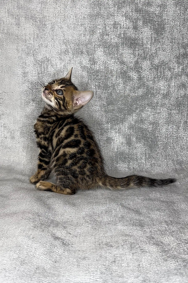 Curious Tabby kitten looking up, perfect for your Honda Bengal Kittens collection