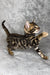 Playful Bengal kitten stretching with paw extended in Honda Bengal Kitten product