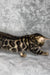 Bengal kitten with spotted coat relaxing on soft surface, perfect for Honda Bengal fans