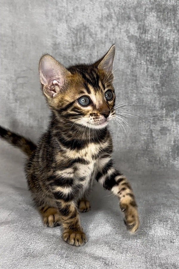 Adorable tabby kitten with wide eyes, perfect for Honda Bengal lovers and Bengal kittens fans