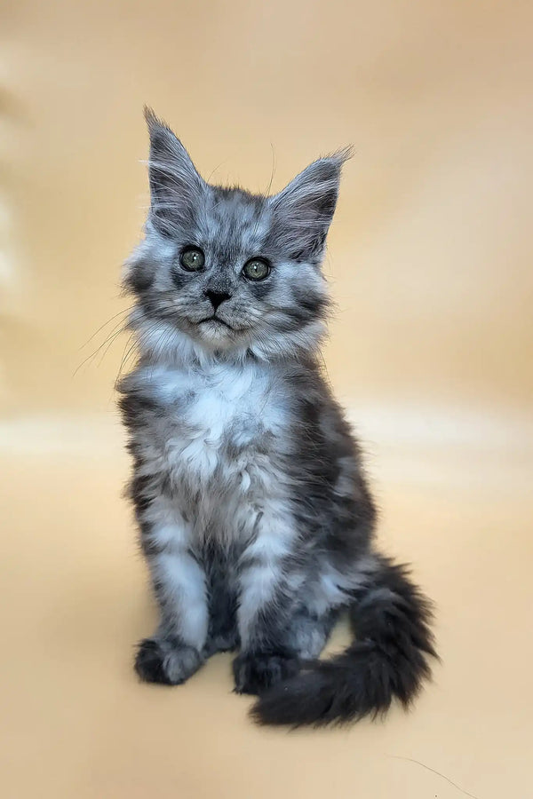 Honey | maine coon kitten