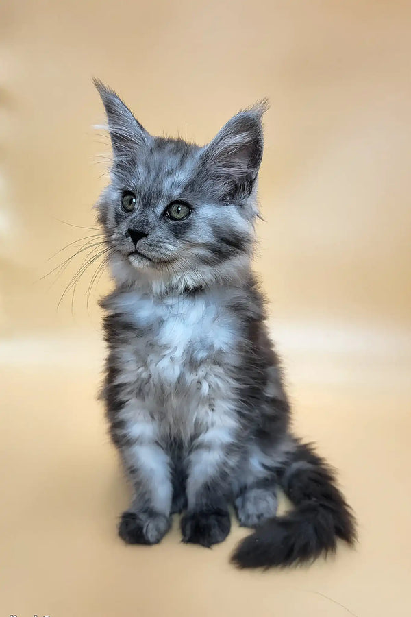 Honey | maine coon kitten