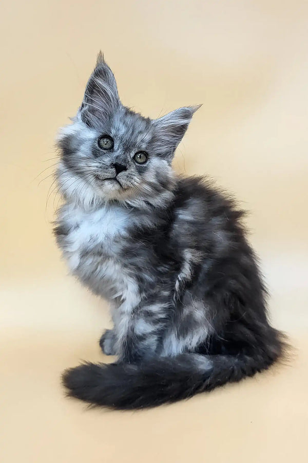 Honey | maine coon kitten