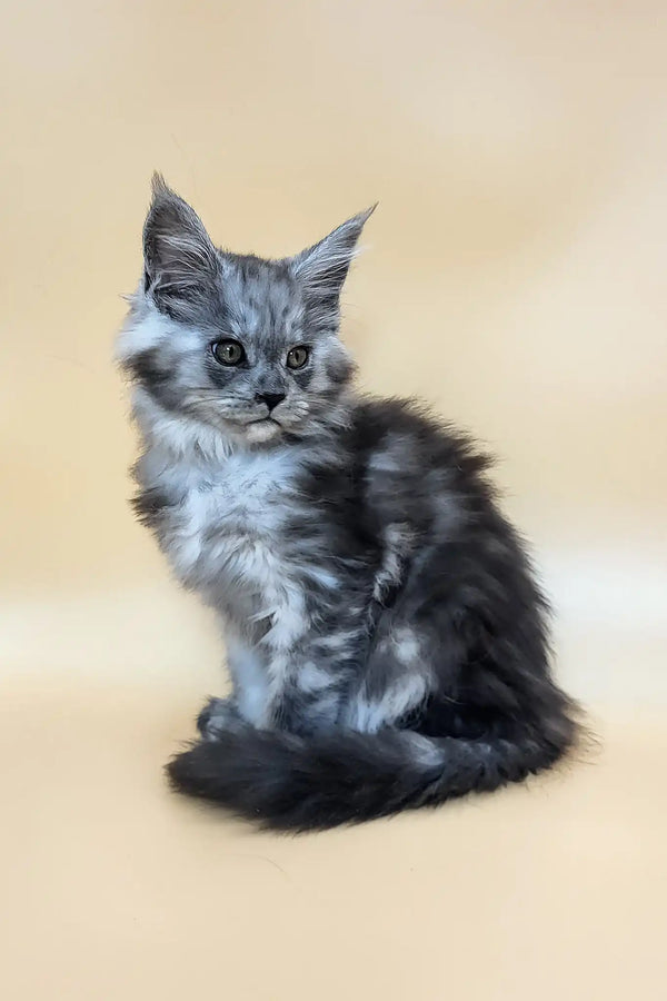 Honey | maine coon kitten