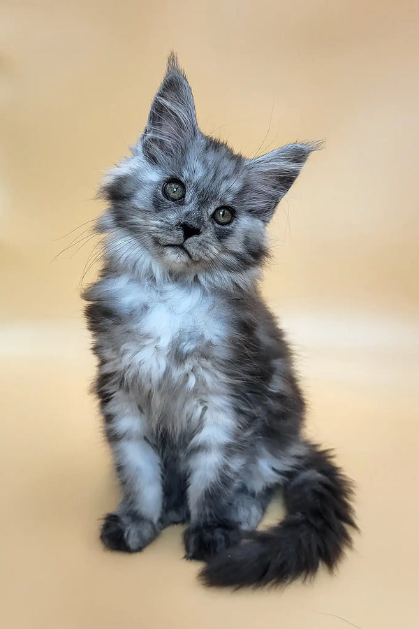 Honey | maine coon kitten