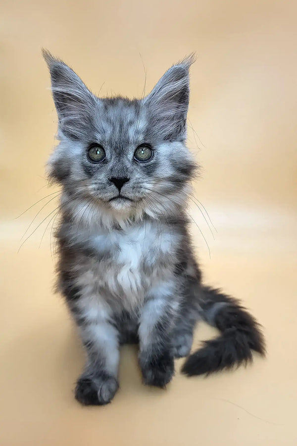 Honey | maine coon kitten