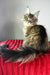 Honey tiger | maine coon kitten