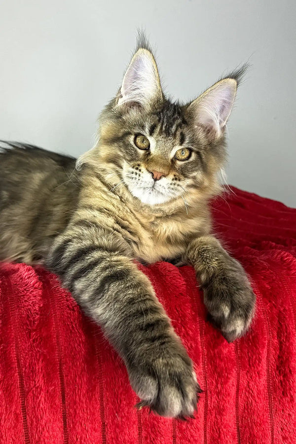 Honey tiger | maine coon kitten