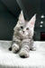 Gray tabby Maine Coon kitten with ear tufts sitting on textured surface