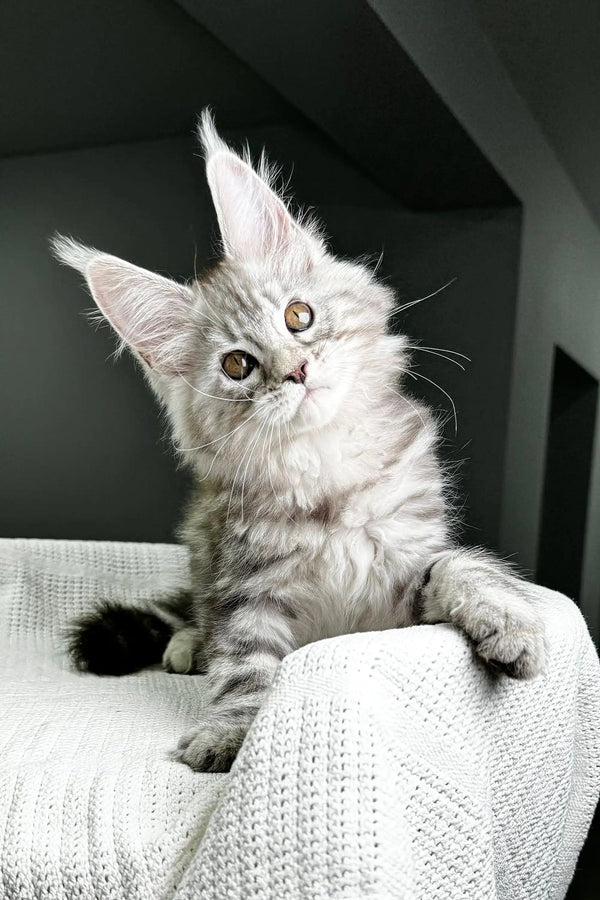 Fluffy gray Maine Coon kitten with alert eyes and perked ears, ready for fun