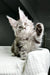 Fluffy gray Maine Coon kitten sitting with a raised paw on a cozy white knit surface