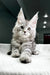 Gray Tabby Maine Coon Kitten with ear tufts sitting on a cozy textured surface