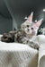 Gray tabby Maine Coon kitten lounging on a white textured surface, showcasing its charm