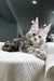 Fluffy gray and white Maine Coon kitten with ear tufts from Honeymoon collection