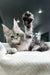 Gray and white Maine Coon kitten playfully raising one paw high in the air