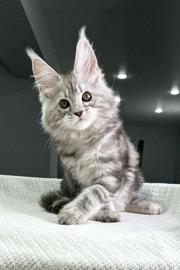 Maine Coon Kitten. sale Erstwurf.