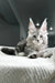 Gray Maine Coon kitten with ear tufts and alert face for Honeymoon Maine Coon Kitten