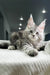 Adorable Gray and White Maine Coon Kitten with Fluffy Fur and Big Ears in Honeymoon product