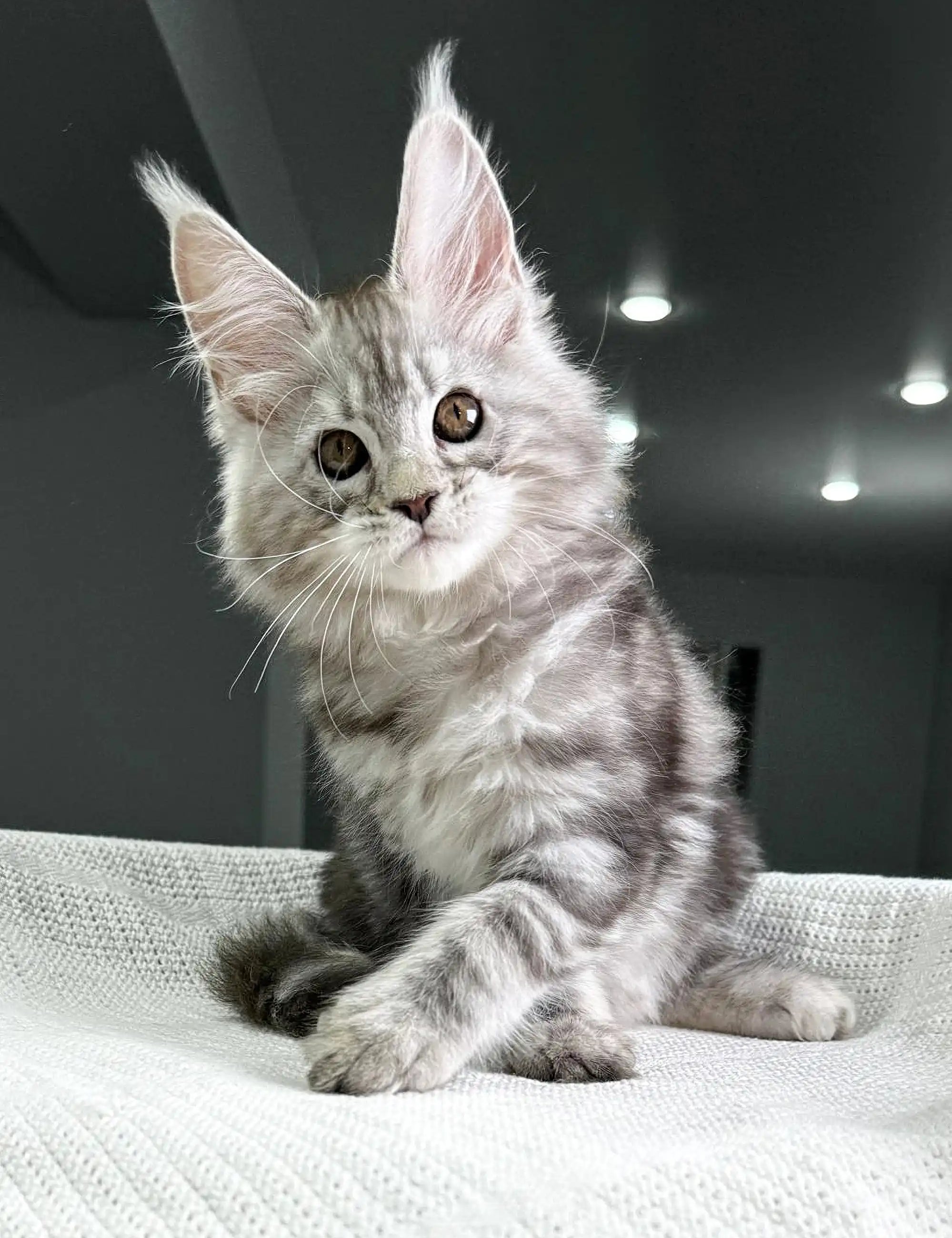 Maine Coon Kittens for Sale Honeymoon | Kitten