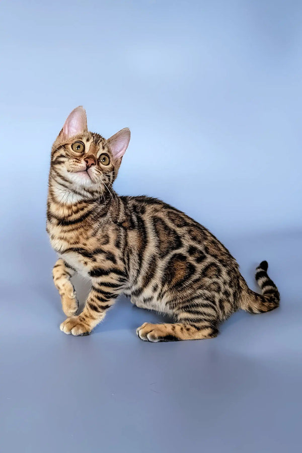 Bengal kitten named Hope sporting striped markings and an alert expression