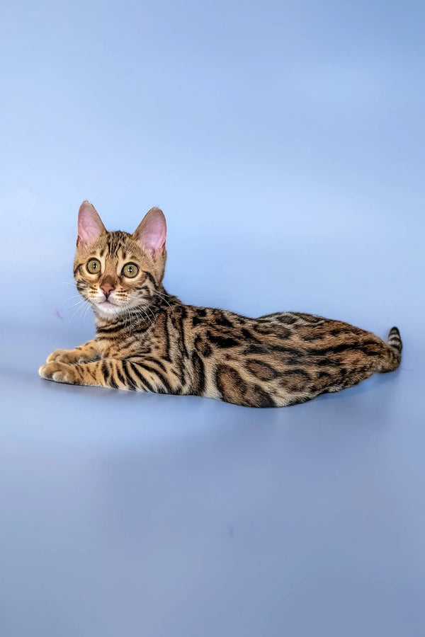 Bengal kitten Hope lounging with a stunning spotted and marbled coat