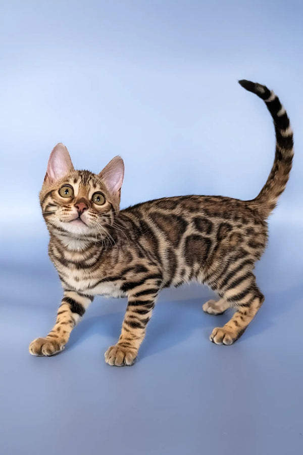 Bengal kitten Hope showing off her marble-patterned coat and striped tail