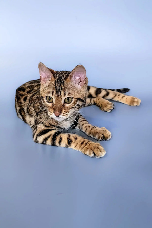 Bengal cat with unique stripes lounging, featured in Hope Bengal Kitten product