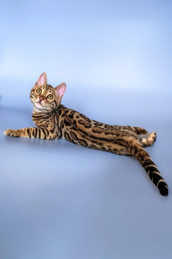 Charming Bengal kitten Hope with unique spotted markings lounging comfortably