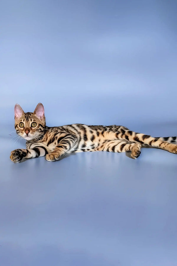 Adorable Bengal kitten named Hope with unique spots and stripes lounging cutely