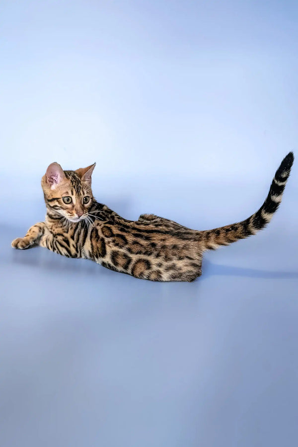 Bengal cat with unique spots and stripes lounging sidewise in Hope Bengal Kitten product