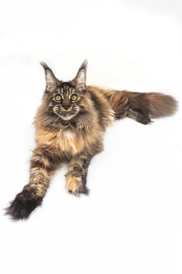 Chill Maine Coon kitten Hope with brown tabby fur lounging relaxed and adorable