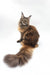 Majestic Maine Coon kitten Hope with a fluffy tail and stunning fur