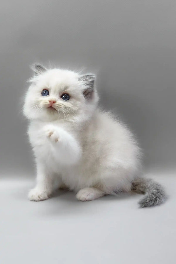 Hope | ragdoll kitten