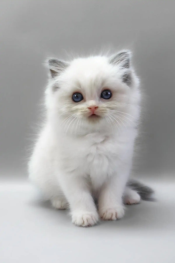 Hope | ragdoll kitten