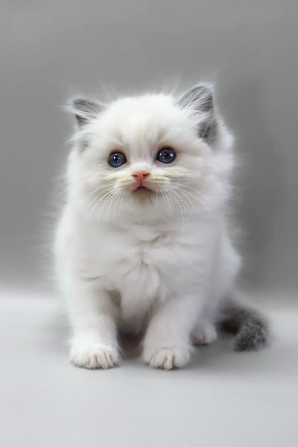 Hope | ragdoll kitten