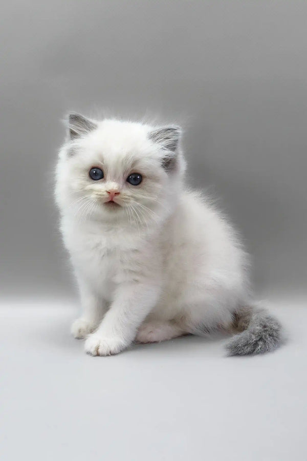 Hope | ragdoll kitten