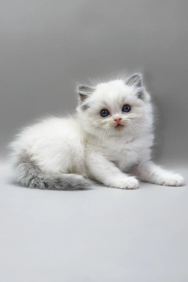 Hope | ragdoll kitten