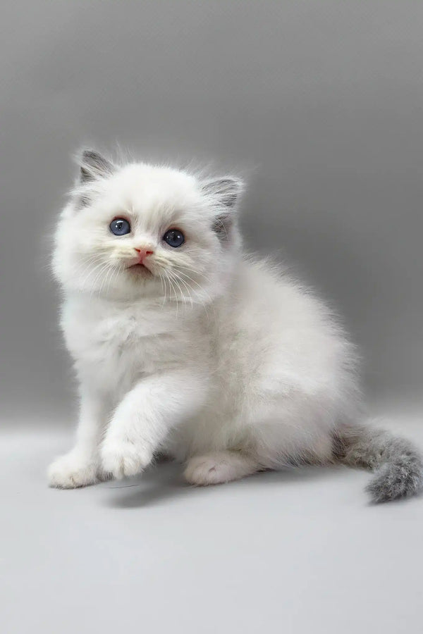 Hope | ragdoll kitten