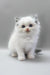 Hope | ragdoll kitten