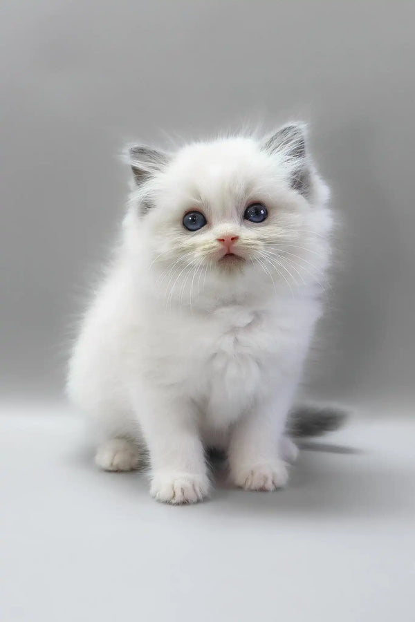Hope | ragdoll kitten