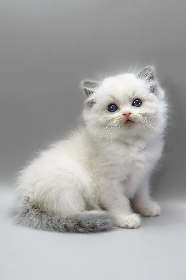 Hope | ragdoll kitten