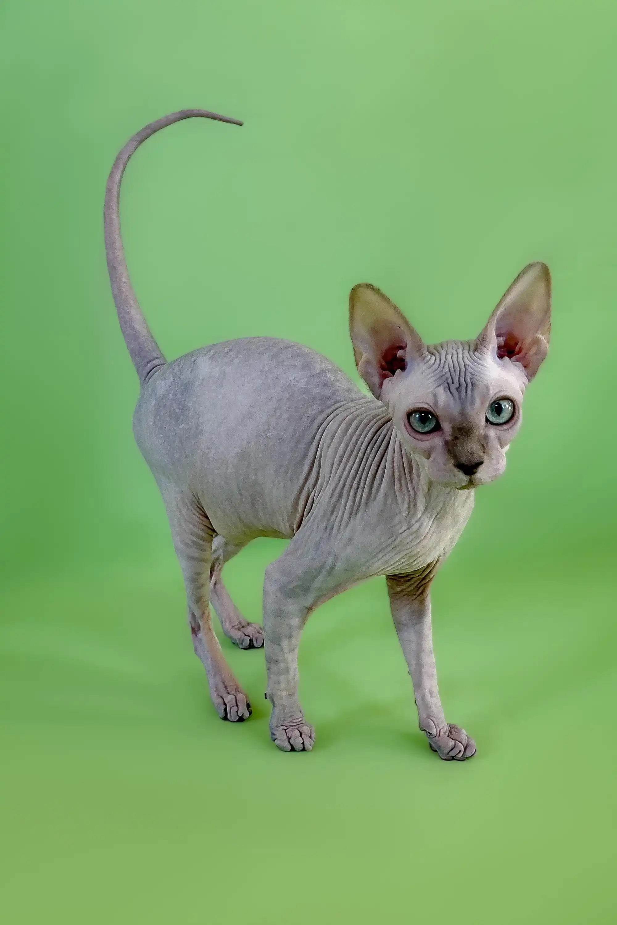 Hairless Sphynx Cats & Kittens for Sale Hope | Kitten