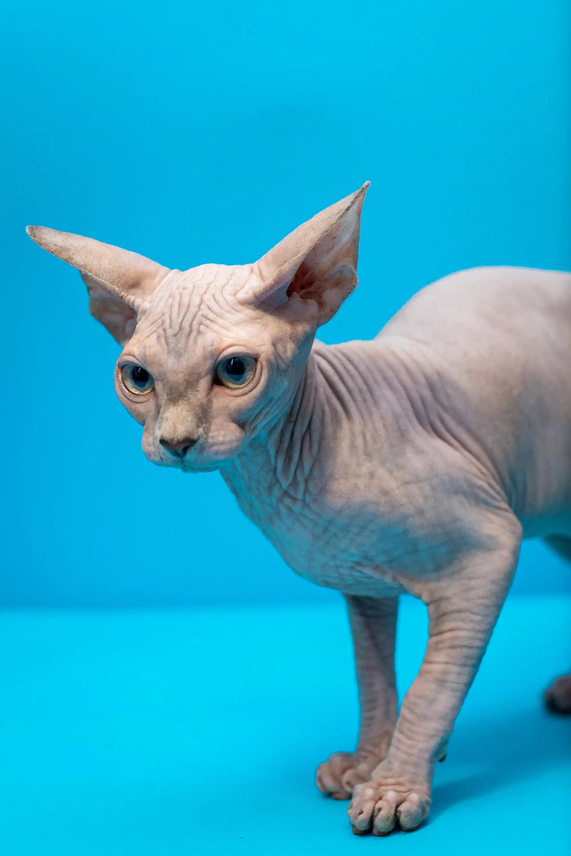 Hairless Sphynx Cats & Kittens for Sale Hope | Kitten