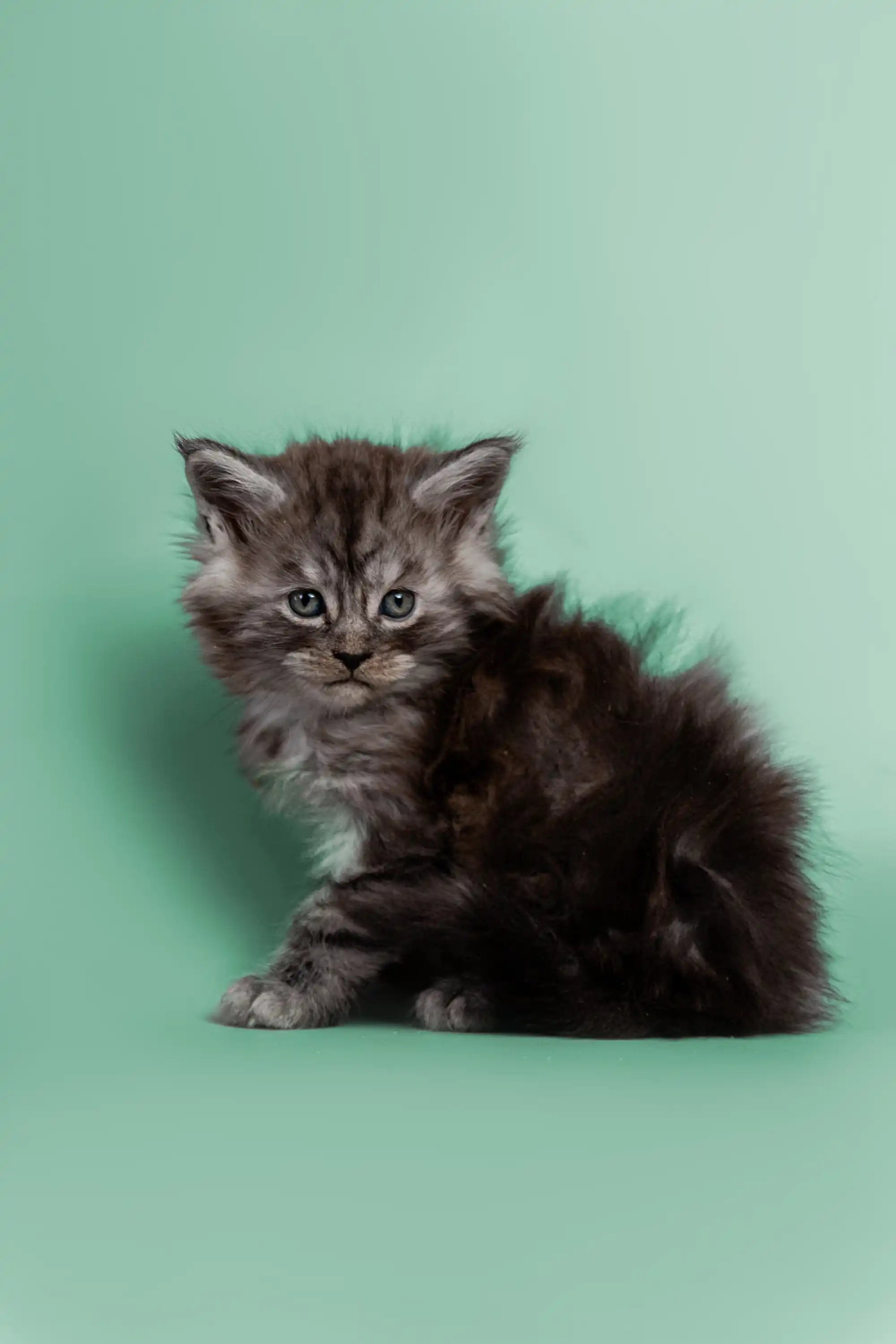 AVADA - Best Sellers Houston | Maine Coon Kitten