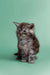 Fluffy gray Maine Coon kitten with wide eyes sitting upright, perfect for any home