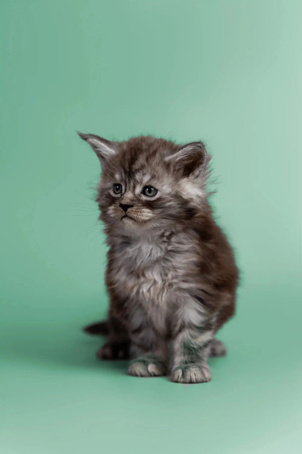 Fluffy gray Maine Coon kitten with wide eyes sitting upright, perfect for any home