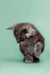 Fluffy gray Maine Coon kitten with head tilted down, super cute and playful